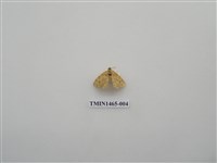 藏品(尺蠖蛾科)的圖片